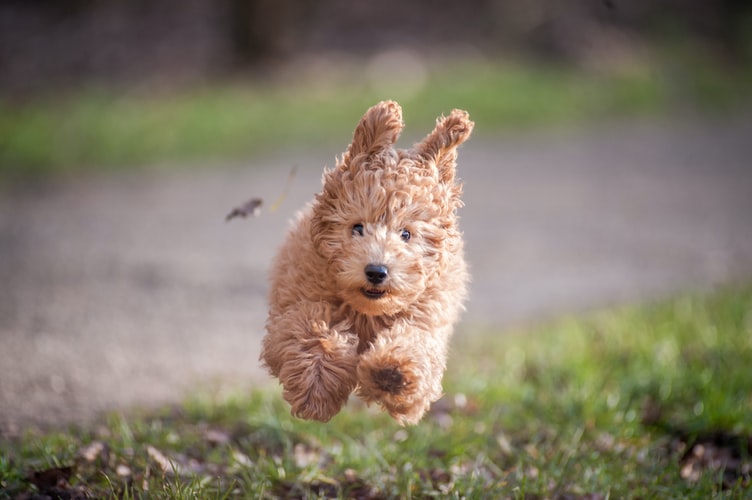 Imagem de um cachorro chamado Paçoca